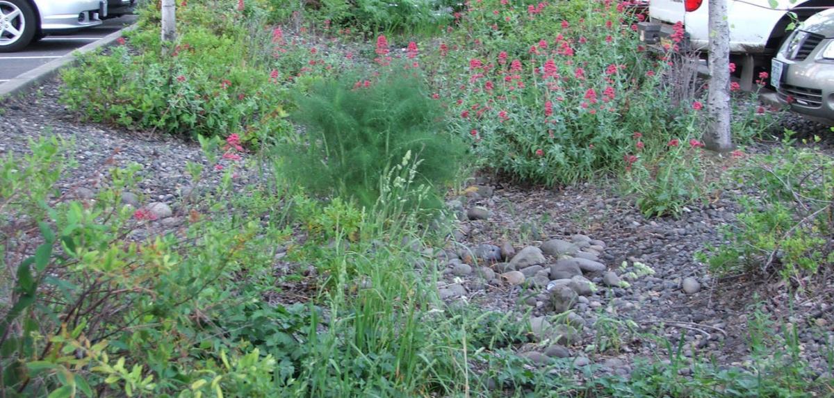 This is an image of plants used for runoff i a parking lot.